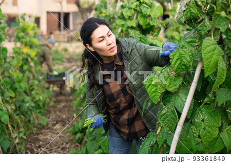 Woman harvesting green beans at smallholding at day Woman harvesting green beans at smallholding at day 93361849