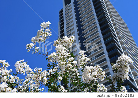 シロバナサルスベリ（白花百日紅） 93362182