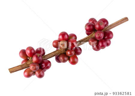 Fresh Arabica Coffee beans ripening isolated on white background Fresh Arabica Coffee beans ripening isolated on white background 93362581