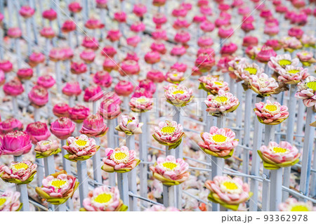 a lot fo pink and white lotus derate in flower event, for background or an idea for event and backdrop. 93362978