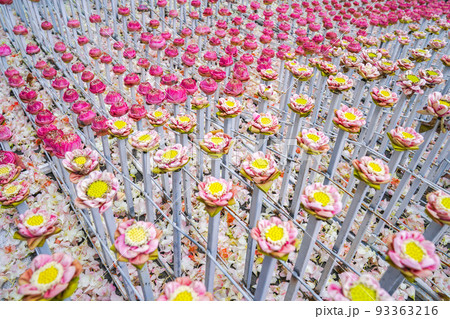 a lot fo pink and white lotus derate in flower event, for background or an idea for event and backdrop. a lot fo pink and white lotus derate in flower event, for background or an idea for event and backdrop. 93363216