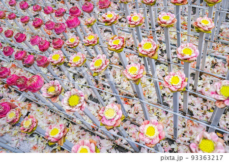 a lot fo pink and white lotus derate in flower event, for background or an idea for event and backdrop. 93363217