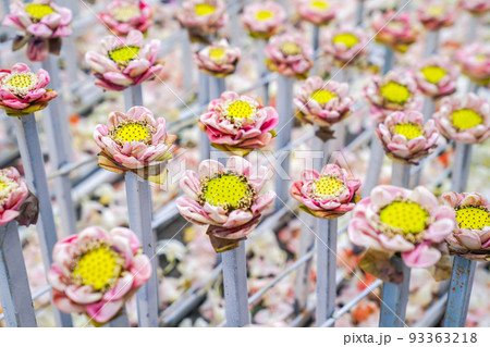 a lot fo pink and white lotus derate in flower event, for background or an idea for event and backdrop. 93363218