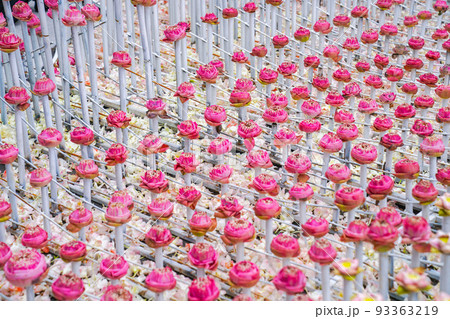 a lot fo pink and white lotus derate in flower event, for background or an idea for event and backdrop. 93363219