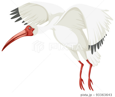 American white ibis isolated 93363643