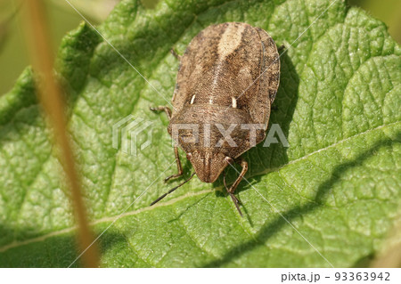 Closeup on the European tortoise bug, Eurygaster testudinaria, sitting on a green leaf Closeup on the European tortoise bug, Eurygaster testudinaria, sitting on a green leaf 93363942
