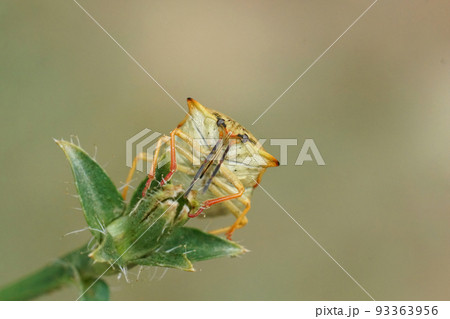 Frontal upward angle closeup on a colorful mediterranean shieldbug, Carpocoris mediterraneus atlanticus 93363956