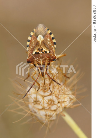 Vertical closeup on a mediterranean shieldbug , Codophila varia, against a brown blurred background 93363957
