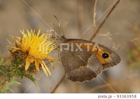 Closeup on a Mediterranean Meadow brown butterfly, Maniola jurtina on a yellow thistle flower 93363958