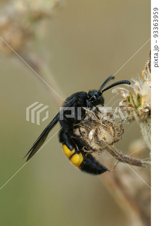 Vertical closeup on a harmless mediterranean scollid wasp , Scolia hirta in the vegetation 93363959
