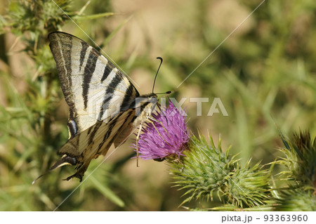 Closeup on a Mediterranean scarce swallowtail butterfly , drinking nectar fomr a purple thistle flower 93363960