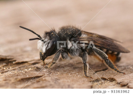 Closeup on a female black and white mediterranean leafcutter bee, Megachile octosignata 93363962