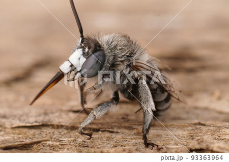 Closeup on a fluffy mediterranean male Blue banded bee, Amegilla albigena sitting on wood 93363964