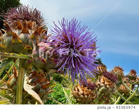 Colorful wide angle closeup on a large artichoke, Cynara cardunculus, flower against a blue sky 93363974