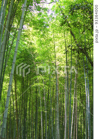 嵐山 竹林の小径の竹 嵐山 竹林の小径の竹 93364000