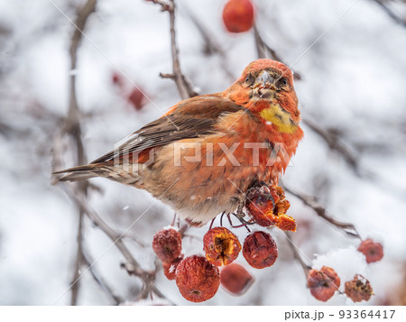 Red Crossbill male sitting on the tree branch and eats wild apple berries. Crossbill bird eats berries. Red Crossbill male sitting on the tree branch and eats wild apple berries. Crossbill bird eats berries. 93364417