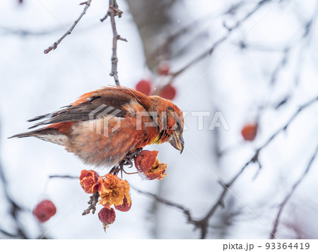 Red Crossbill male sitting on the tree branch and eats wild apple berries. Crossbill bird eats berries. Red Crossbill male sitting on the tree branch and eats wild apple berries. Crossbill bird eats berries. 93364419