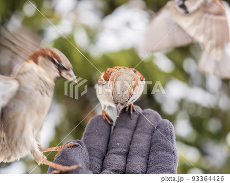 Sparrow eats seeds from a man's hand 93364426