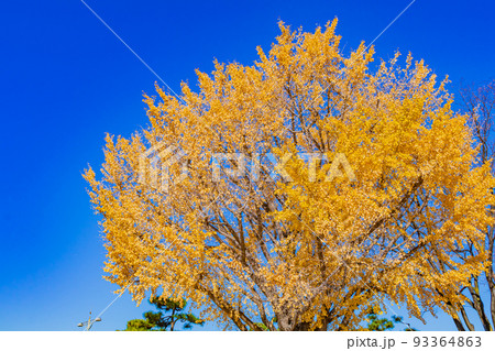 【東京の都市風景】丸の内周辺とイチョウ並木 93364863