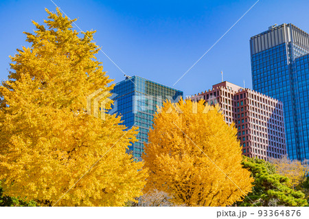 【東京の都市風景】丸の内周辺とイチョウ並木 93364876
