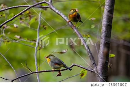 EOS5D.広島庄原、色違いの仲間。 93365007