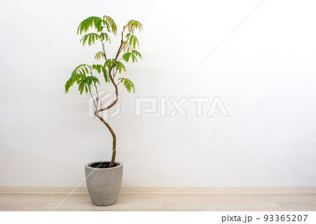 観葉植物マメ科エバーフレッシュ 観葉植物マメ科エバーフレッシュ 93365207