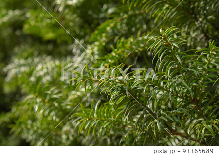 Young spruce and pine regrowth grew on plot. Afforestation. Small young coniferous flowers or cones growing on fir bushes Young spruce and pine regrowth grew on plot. Afforestation. Small young coniferous flowers or cones growing on fir bushes 93365689