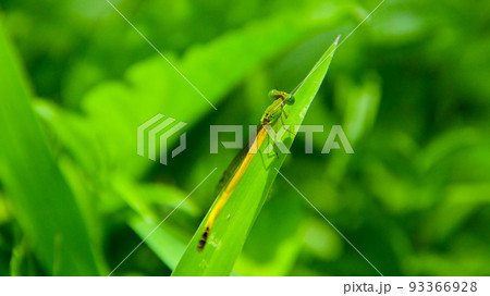 キイトトンボ（オス） 93366928