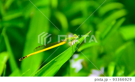 キイトトンボ（オス） 93366929
