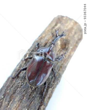 カブトムシ 夏休み 子供 カブトムシ 夏休み 子供 93367044