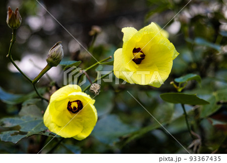 沖縄県宮古島　ユウナの花 93367435
