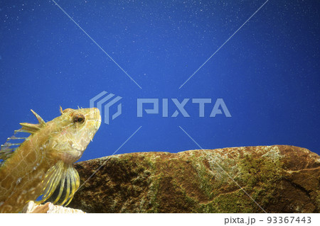 アナハゼ　アヤアナハゼ　カジカ　ハゼ　Sunrise　魚 93367443
