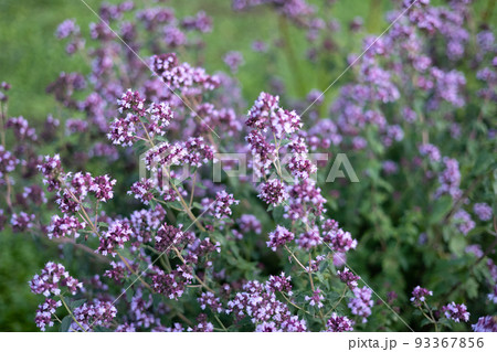 blooming oregano 93367856