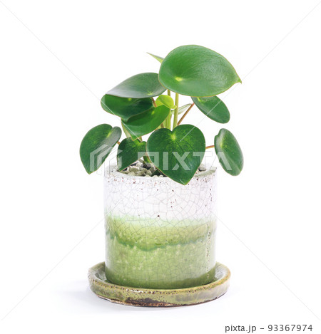 観葉植物、ペペロミア・ジェイドの鉢植え【白背景】 93367974