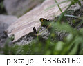 北アルプスのベニヒカゲ 93368160