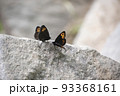 ベニヒカゲの会合 93368161