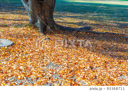 【秋素材】秋のアルプス公園の紅葉【長野県】 【秋素材】秋のアルプス公園の紅葉【長野県】 93368711