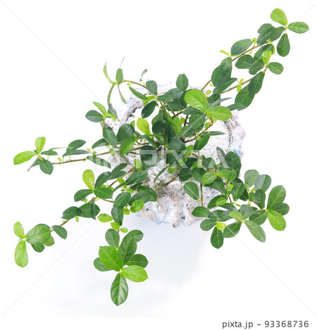 観葉植物、つる性ガジュマルのフィカス・シャングリラの葉【白背景】 観葉植物、つる性ガジュマルのフィカス・シャングリラの葉【白背景】 93368736