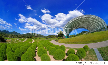 国営讃岐まんのう公園　花巡りの丘　コキア　夏【香川県仲多度郡まんのう町吉野】2 93369361