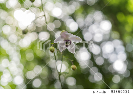 レンゲショウマ(御岳山・富士峰園地) レンゲショウマ(御岳山・富士峰園地) 93369551