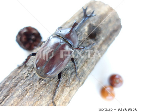 カブトムシ 夏休み 子供 カブトムシ 夏休み 子供 93369856