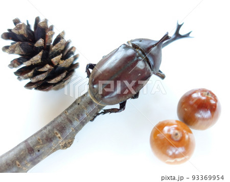 カブトムシ　夏休み　子供 93369954