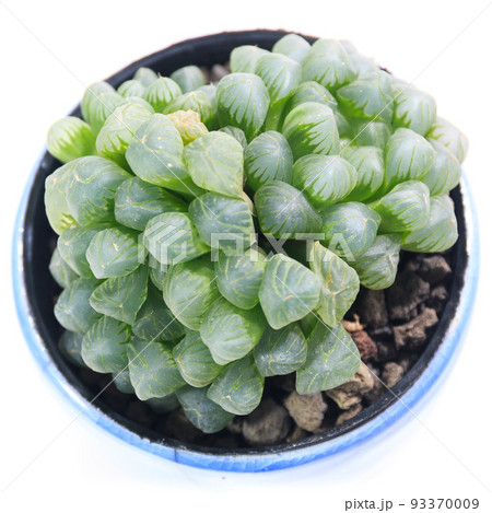 多肉植物、ハオルチア・オブツーサの葉【白背景】 多肉植物、ハオルチア・オブツーサの葉【白背景】 93370009
