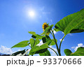 青空とひまわりの花　太陽の日差し　夏イメージ 93370666