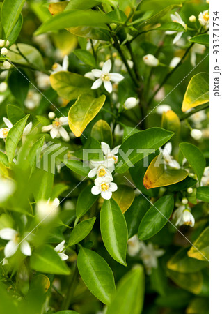 wild flowers in Jeju island of Korea 93371754