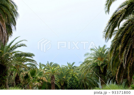 Sangari palm forest in Jeju island of Korea Sangari palm forest in Jeju island of Korea 93371800