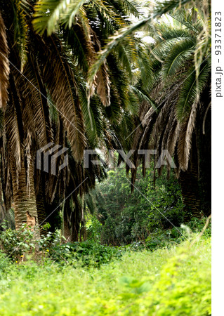 Sangari palm forest in Jeju island of Korea 93371823