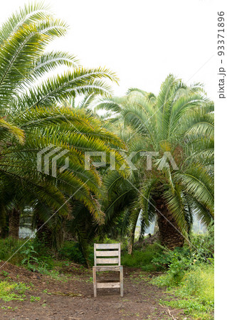 Sangari palm forest in Jeju island of Korea Sangari palm forest in Jeju island of Korea 93371896