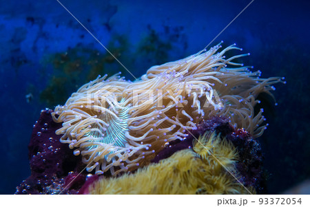 Underwater ecosystem panorama. Coral reef under the sea. Wild life concept. Underwater ecosystem panorama. Coral reef under the sea. Wild life concept. 93372054