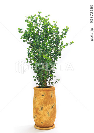 観葉植物、フィカス・バロックの鉢植え【白背景】 観葉植物、フィカス・バロックの鉢植え【白背景】 93372169